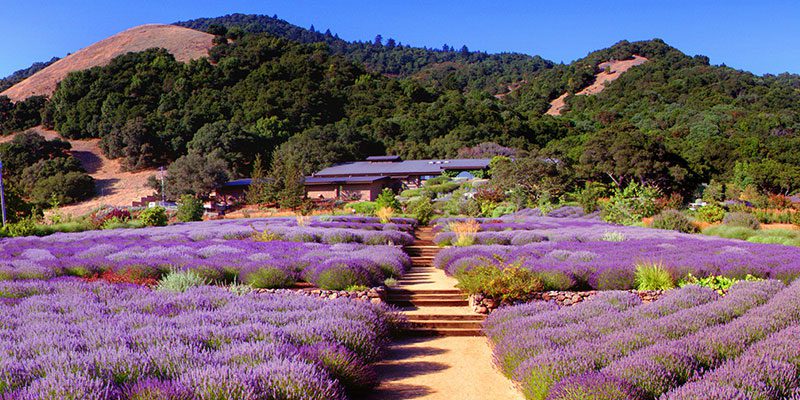 lavender fields at matanzas creek